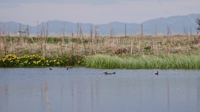 Red necked phalaropes swim in calm lake with summer grass and flowers in northern Norway
