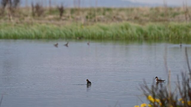 Two red necked phalaropes swim in circles and search for food in lake, handheld shot