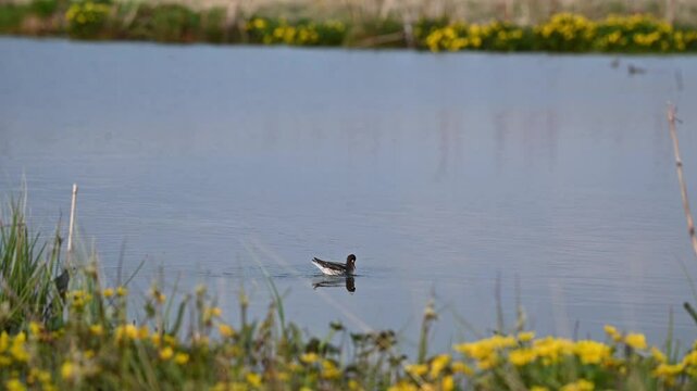 Single red necked phalarope dives in lake to search for food near grass and yellow flowers