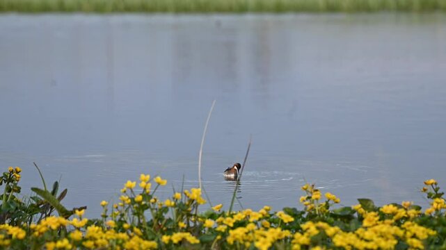 Red necked phalarope swims in circles dipping beak in lake as another bird enters frame behind