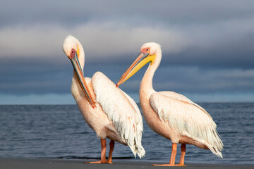 Great African pelicans standing on the shore of the Atlantic Ocean against a vibrant sky. A stunning wildlife scene capturing the beauty of nature and coastal birds