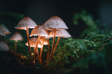 Fototapeta premium a group of mushrooms that are sitting on a moss