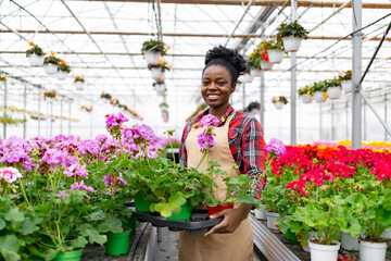 A smiling African-American woman holding potted geraniums in a sunlit greenhouse.