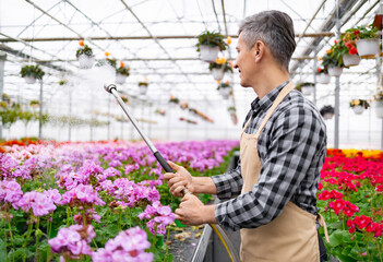 A gardener waters pink geraniums in a greenhouse. Flowers are in full bloom, creating a vibrant...
