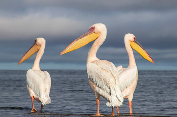 Great African pelicans standing on the shore of the Atlantic Ocean against a vibrant sky. A stunning wildlife scene capturing the beauty of nature and coastal birds