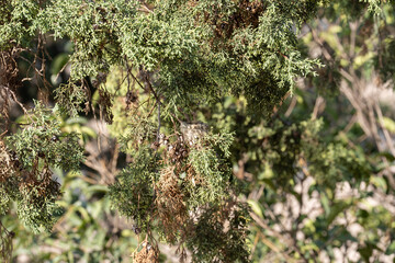 nido vacío de colibrí en rama de árbol verde © AnaPliego