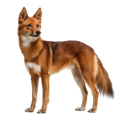 Obraz premium Alert and Curious Dog with Fluffy Coat and Bright Eyes Stands Proudly