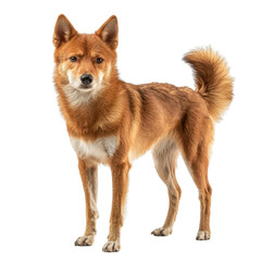 Obraz premium Elegant and Alert Dog Standing on White Background in Studio