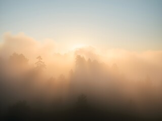 Obraz premium Serene Misty Forest Landscape with Golden Morning Light – Ultra HD Nature Background