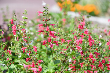ベニバナサルビア「サマージュエルレッド」Red Salvia 'Summer Jewel Red'