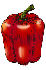 Colorful bell pepper isolated png transparent
