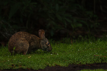 A wild brown rabbit (Eastern cottontail) is seen feeding on lush green grass in a natural forest...
