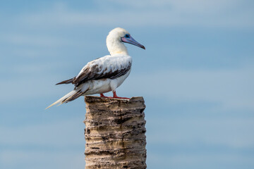The red-footed booby is a striking seabird found primarily in tropical. This bird was found in Ao Tua K, a bay in the northern part of the Gulf of Thailand.