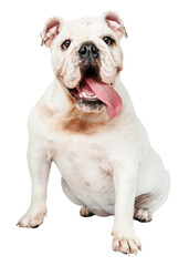 Cute dog png sticker, White English Bulldog pet on transparent background