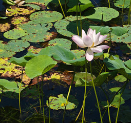 water lily fully blossom in the pond in sunny afternoon