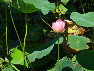 pink lotus flower bud ready to blossom in the pond
