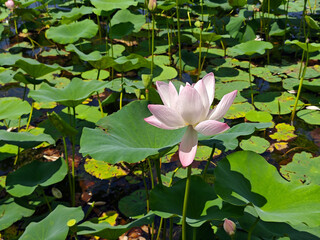 pink lotus flower blossom under bright sunny day in the park