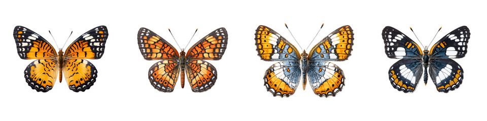 Butterfly Varieties Isolated: Colorful Moth Collection for Nature and Insect Illustrations