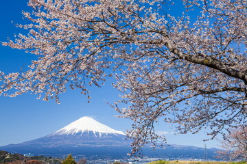 富士山と桜　静岡県富士市かりがね堤にて