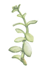Fototapeta premium Watercolor senecio crassissimus succulent plant png