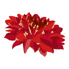 Fototapeta premium Red flower png sticker, realistic chrysanthemum illustration