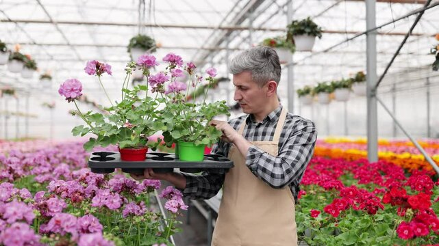 A greenhouse worker holds a tray of potted geraniums surrounded by colorful flowers, showcasing horticultural care.
