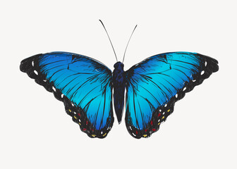 Blue Morpho butterfly animal illustration vector