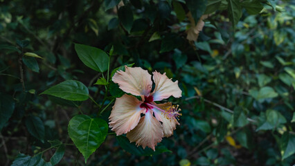 Beautiful hibiscus flower on a background of lush green foliage. Elegantly curved yellow petals, red center, long pistil. Close-up. Malaysia.
