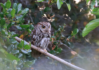 Western Screech Owl
