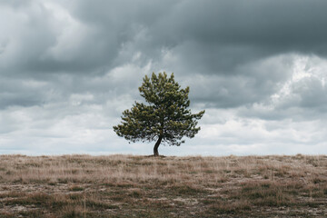 Obraz premium a lone tree in a field with a cloudy sky