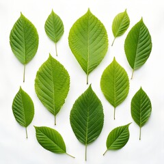 Fototapeta premium green leaves isolated on white background