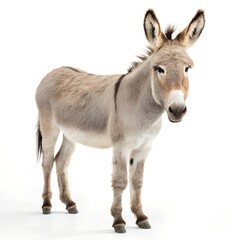donkey isolated on white background