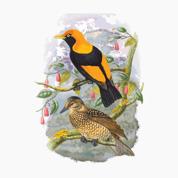 Sericulus Melinus (Lath). from Monograph of the Paradiseidae, vintage bird illustration vector.