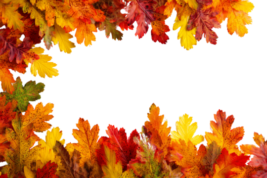 Autumn leaves border isolated on white or transparent background