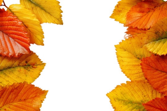 Autumn leaves border isolated on white or transparent background - Powered by Adobe