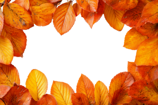 Autumn leaves border isolated on white or transparent background