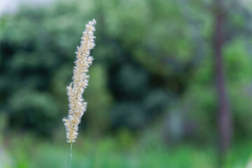 Close-up of a delicate blade of grass with a blurred green background, showcasing the beauty of nature's simplicity