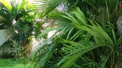 Outdoor ornamental palm plants in the garden, leaves swaying in the wind