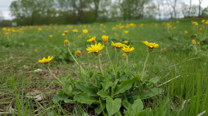Closeup of Yellow Wildflowers in a Lush Green Meadow
