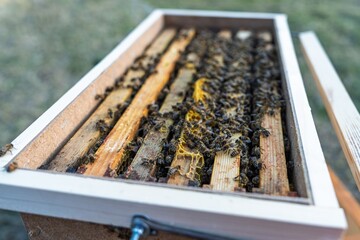 A close-up shot displays a busy colony of bees working on honeycomb frames inside a wooden beehive....