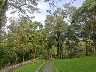 Bedugul Botanical Garden, with many green and big trees