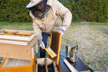A beekeeper inspects a honeycomb frame, using a brush to remove bees in an apiary. This careful process is essential for honey production and maintaining hive health.