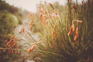 Wild grasses are swaying in flat design, showing drooping seed heads and blurred path