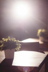 Potted plant on table against light