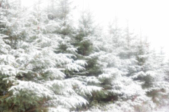 Fototapeta Trees covered with snow in forest