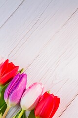 Obraz premium fresh multicolor tulip blooms are resting on pale wood plank flat lay illustration, copy space