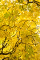 Naklejka premium Full frame shot of autumn tree