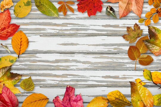 Fototapeta Autumn leaves fallen on wooden background