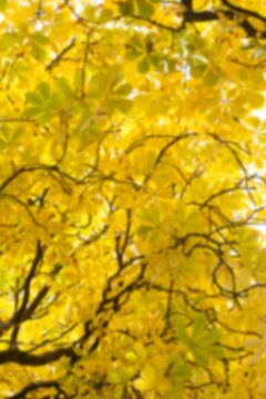 Fototapeta Full frame shot of autumn tree