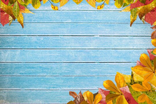 Fototapeta Displaying flat textured blue wooden planks framing overlapping autumn leaves in fall colors